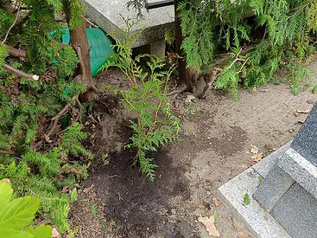 Nasadzenia uzupełniające krzewów Wrocław